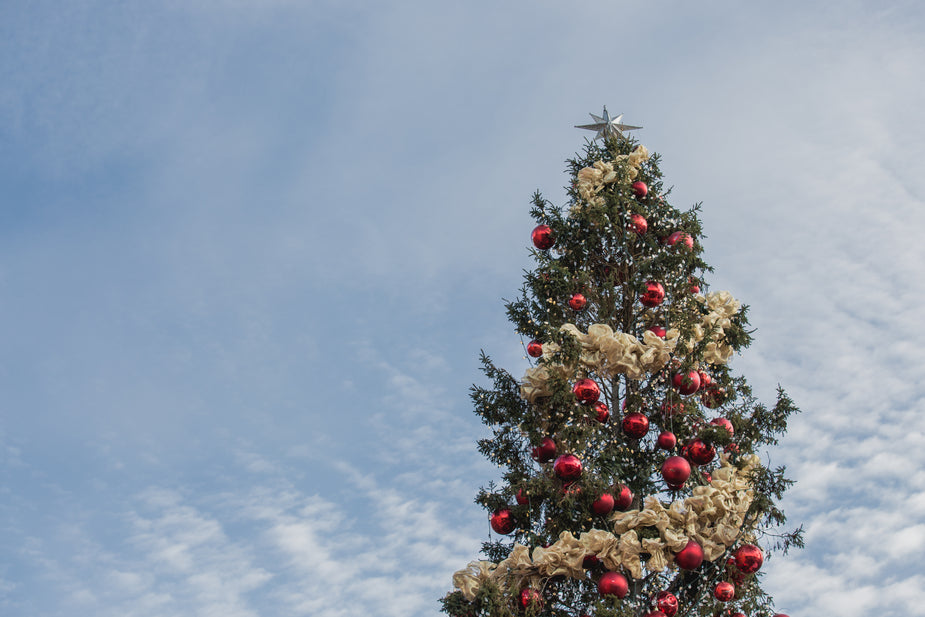 Christmas tree for Alexander Rameses Taite Christmas show
